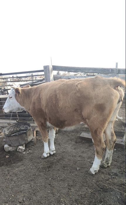 Ipi кара 7 бас, бие жабагысымен