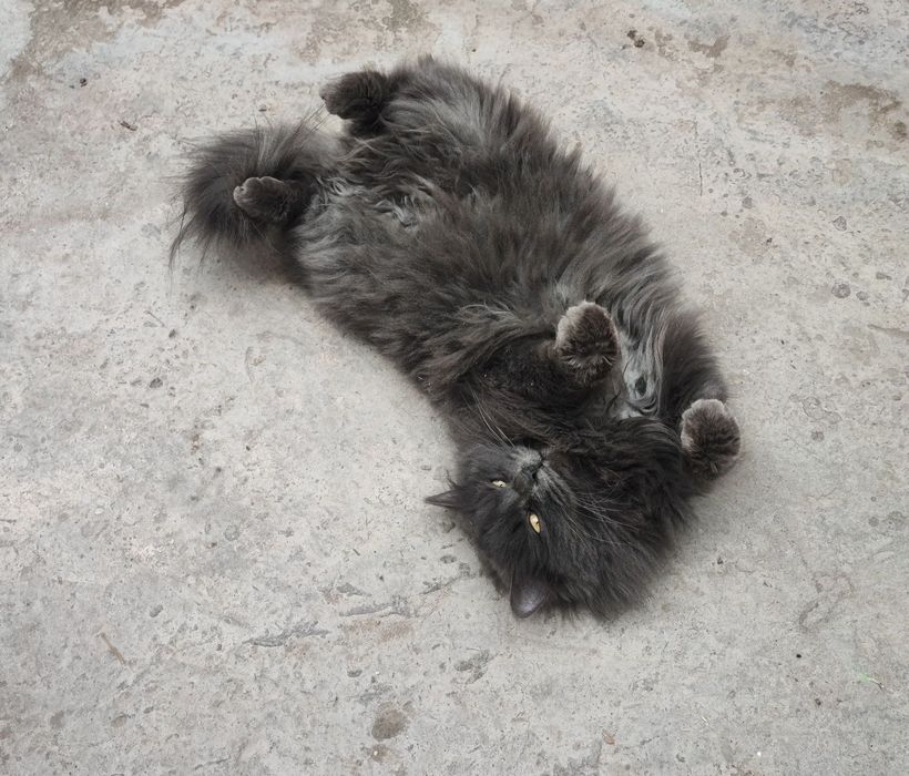 Heyland strayt qiz bola mushuk sotiladi