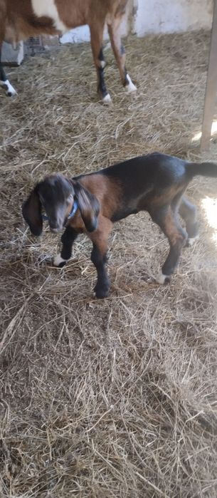 продается коза с козочкой