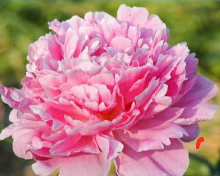 Цветы    цветы для сада