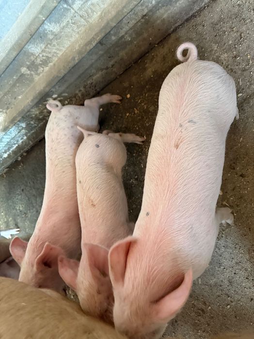 Продавам малки прасенца