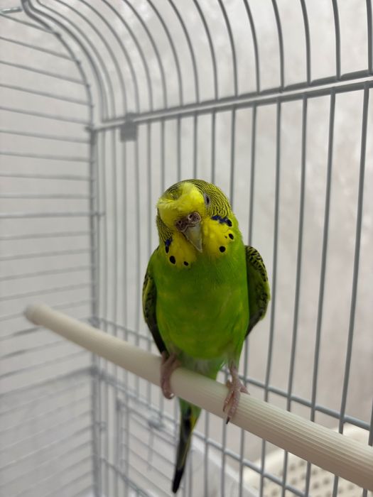Попугай волнистый