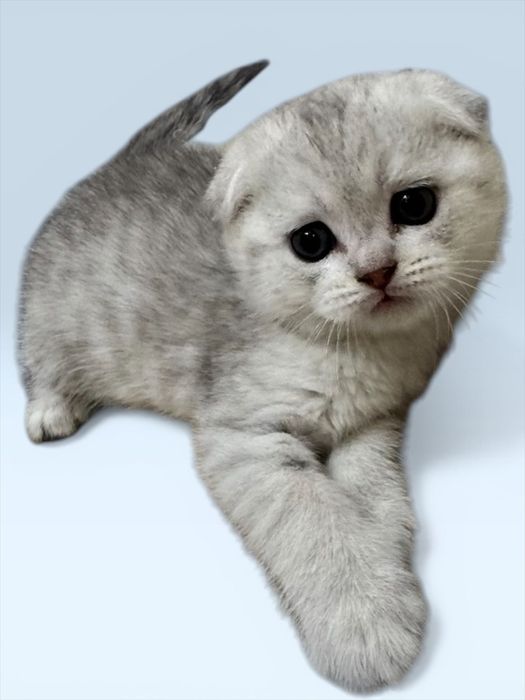 Продаются котята,шотландские скоттиш фолд и страйк