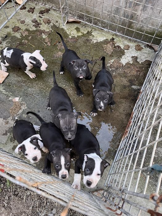 Питбули на 2 месеца