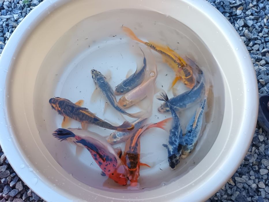 Crap koi butterfly