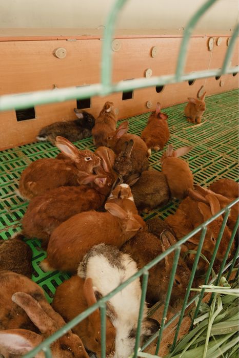 Продам кроликов оптом и в розницу