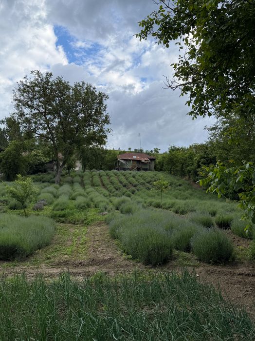Proprietate de Vanzare In Sat Dalga, Comuna Calopăr - 2900mp| Doua Case batranesti + Plantație de lavanda anul 6