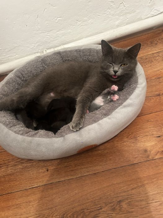 Отдам котят в хорошие руки