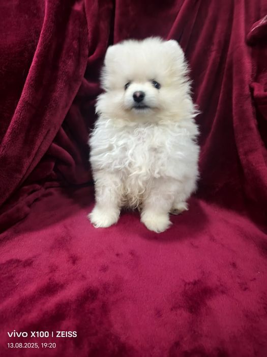 Продам щенка шпица.