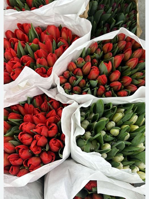 Тюльпаны оптом из собственной теплицы