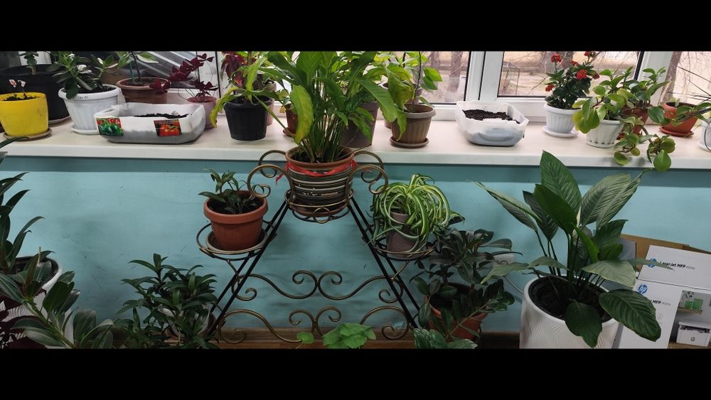 Продам комнатные цветы