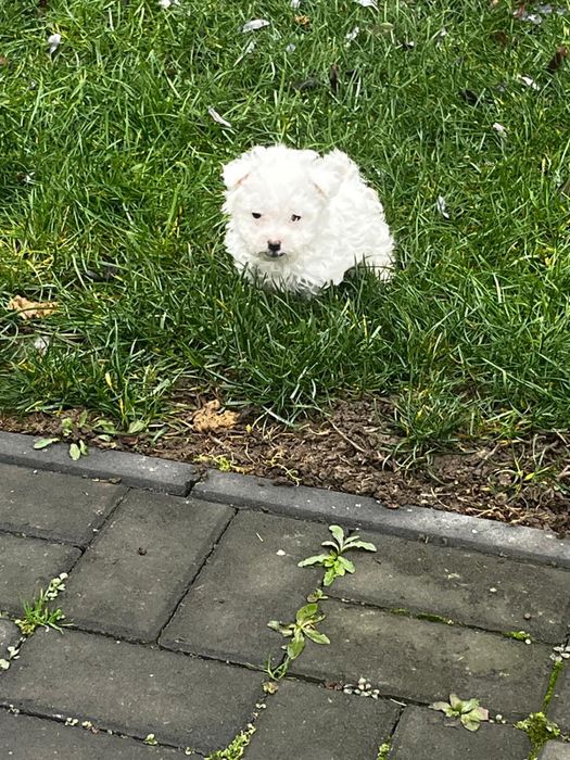 Bichon Maltez mascul