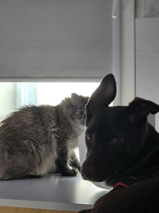 Petsitter dedicat – atenție, grijă și poze în timp real