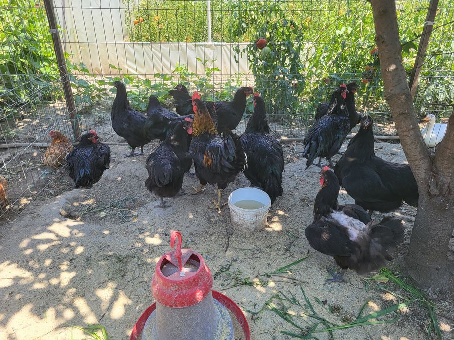 Vand Cocosi Australorp Negru