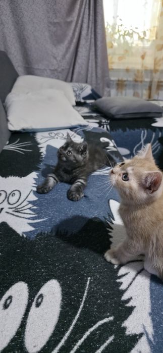 Британские котята,  клубные,  готовы  резерву!