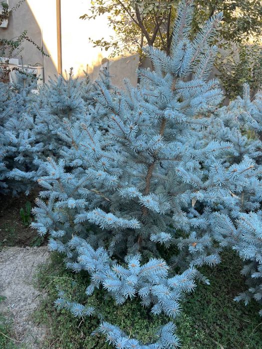 Арча, ёлка голубая,  редкой окраски- "Серебристо -фосфорная"