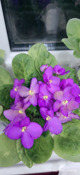 Продаются фиалки