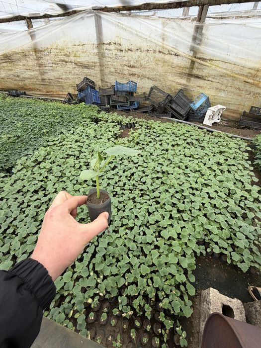 Rasaduri  de vanzare