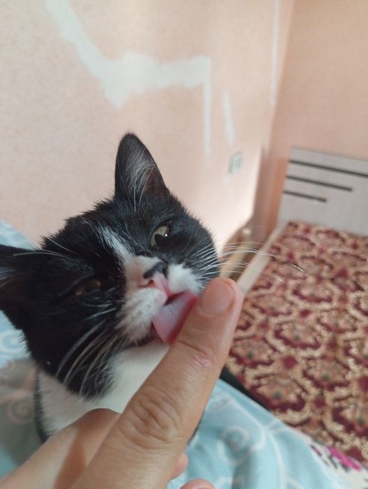 Мушук хадия килинади