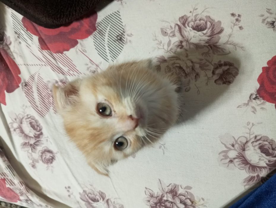 Отдам котят в хорошие руки