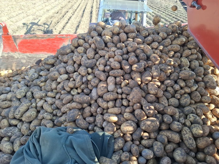 Cartofi consum /  samanta / animale nesortati in big bags