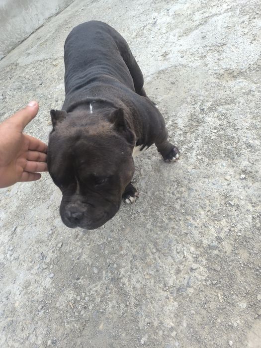Monta gratis  american bully