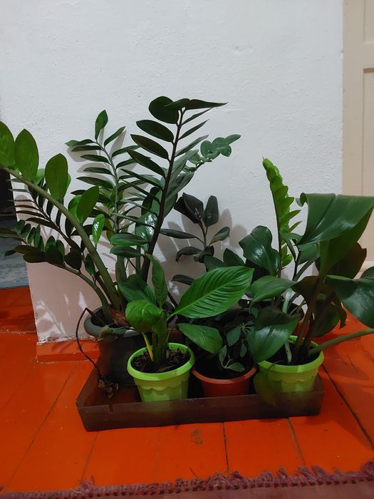 Үй гүлдері сатылады.