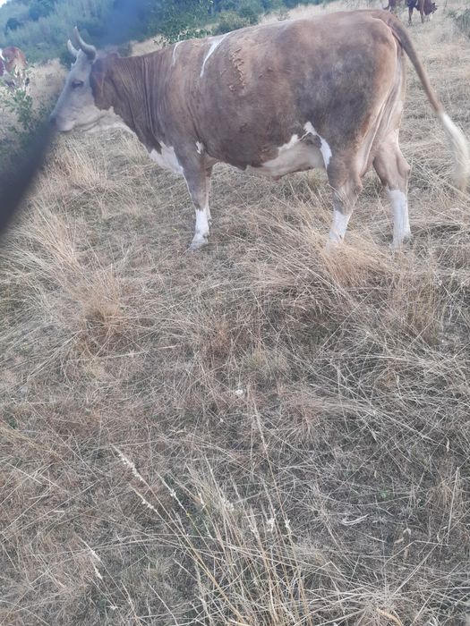 Vand vaca de fatat