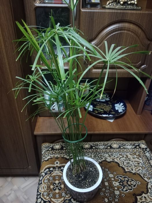 Комнатные  цветы