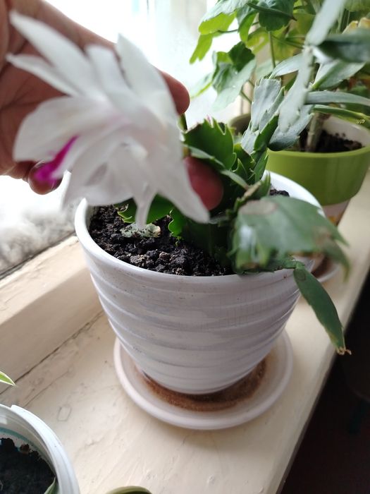 Комнатные цветы по 1.500