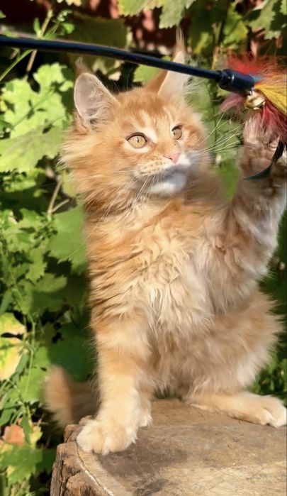 Котенок Мейн-кун мальчик