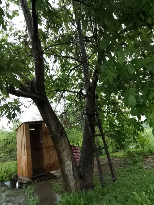 Продам ореховое дерево