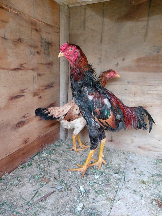 Dakan xuruz sotiladi