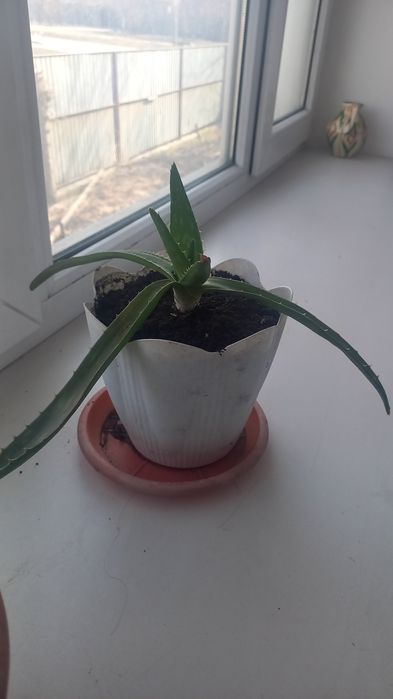 Алоэ Вера 2 летка