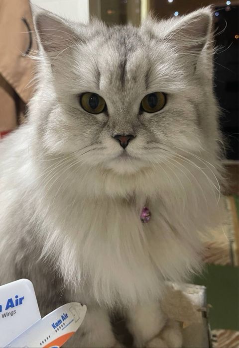 Ищем (жениха) кота для вязки шиншила