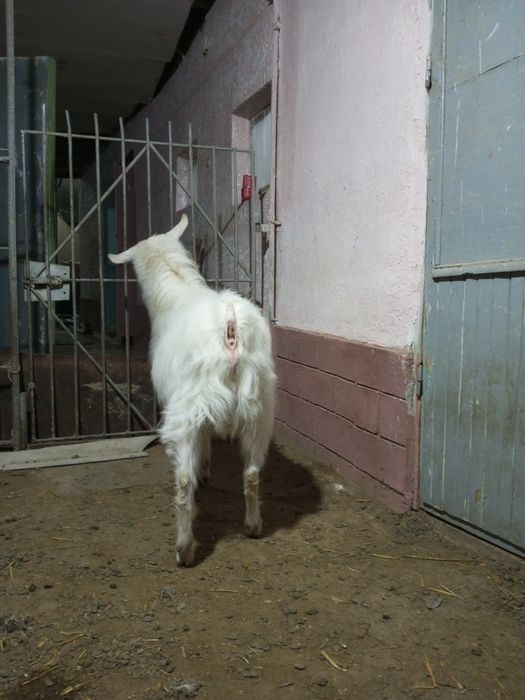 Продается. Козел( така)