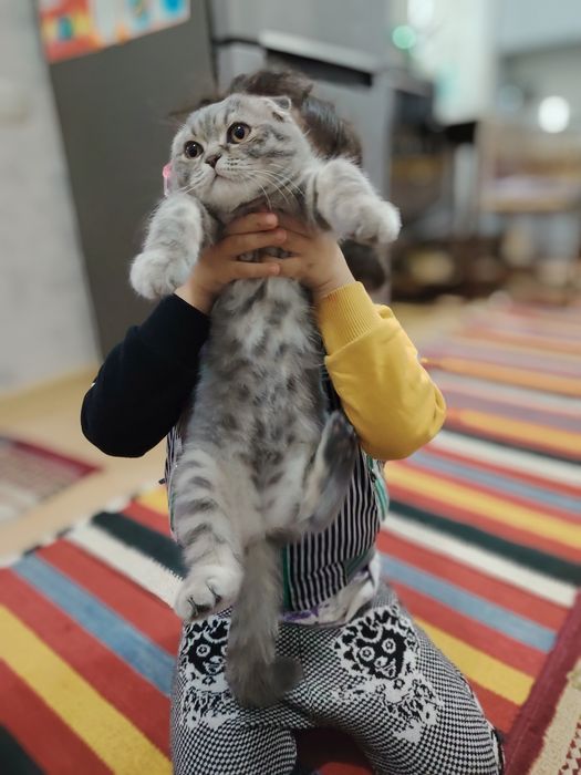 Skotish fold shotlandskaya vislouhaya mushukcha sotiladi 4 oylik qiz