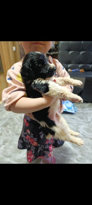 Русский спаниэль щенки