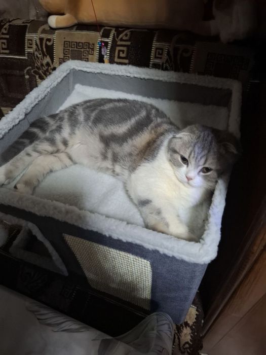 Продается Шотланский котик 9 месяцев