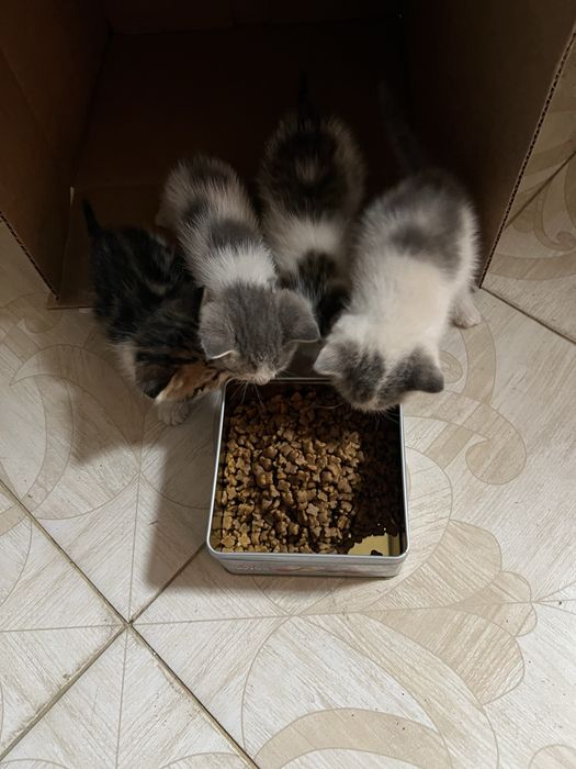 Отдам котят бесплатно