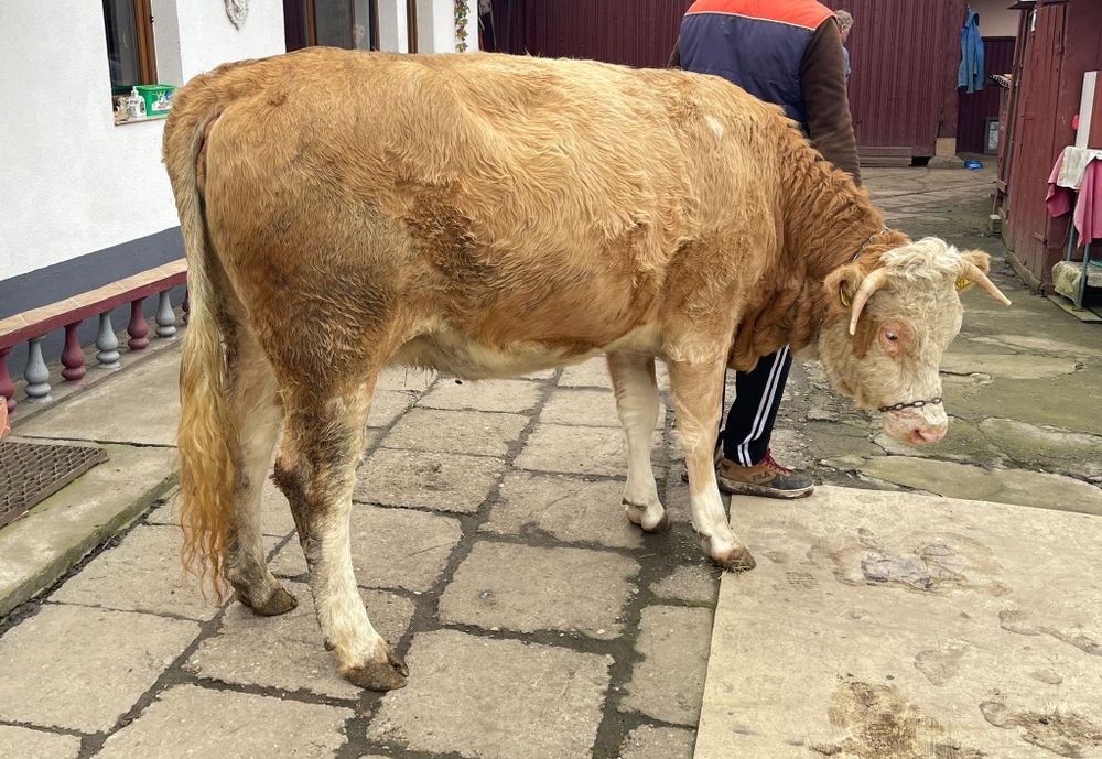 Junincă - la prima fătare