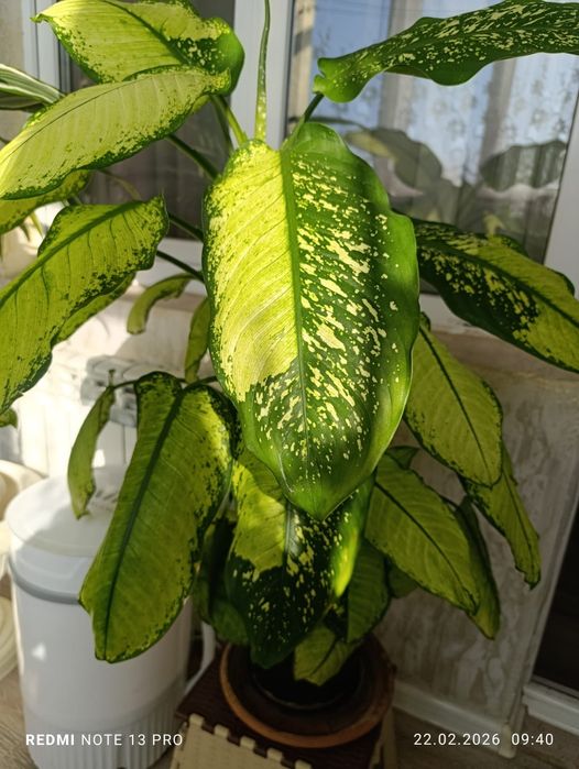 Комнатные  цветы