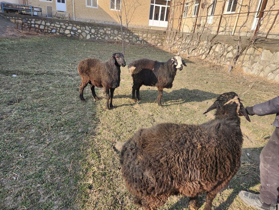 Кучкорлар сотилади