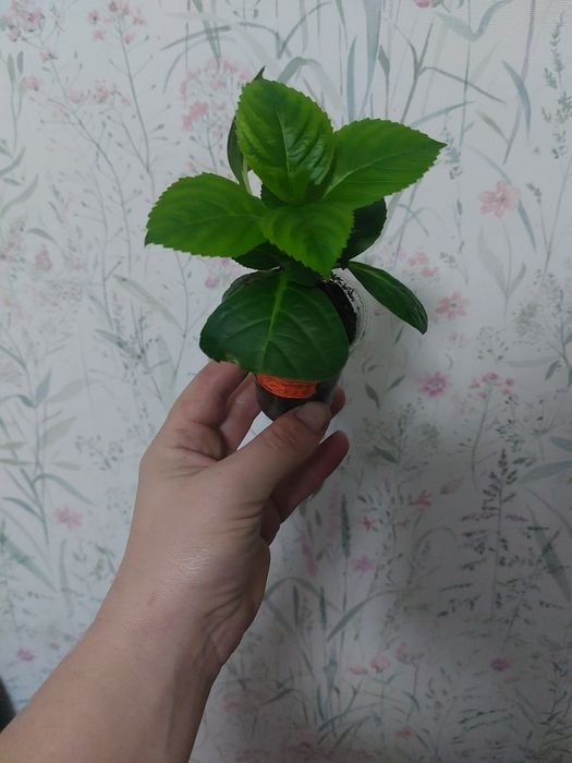 Комнатные цветы разные