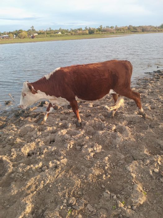 Ақбас сиырлар 3 жасарлар сатылады