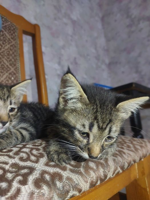 Отдам котят в добрые руки