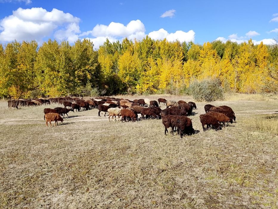 Кой, Токты, баран, овцы