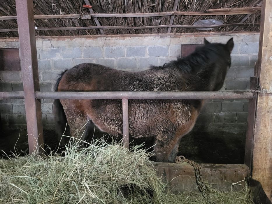 Тай согымга сатылады