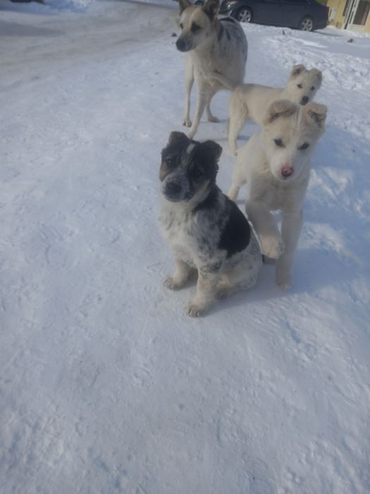 Отдам кутят в добрые руки