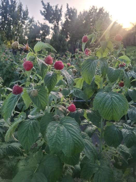 Vând butasii de zmeură polka/ căpșuni